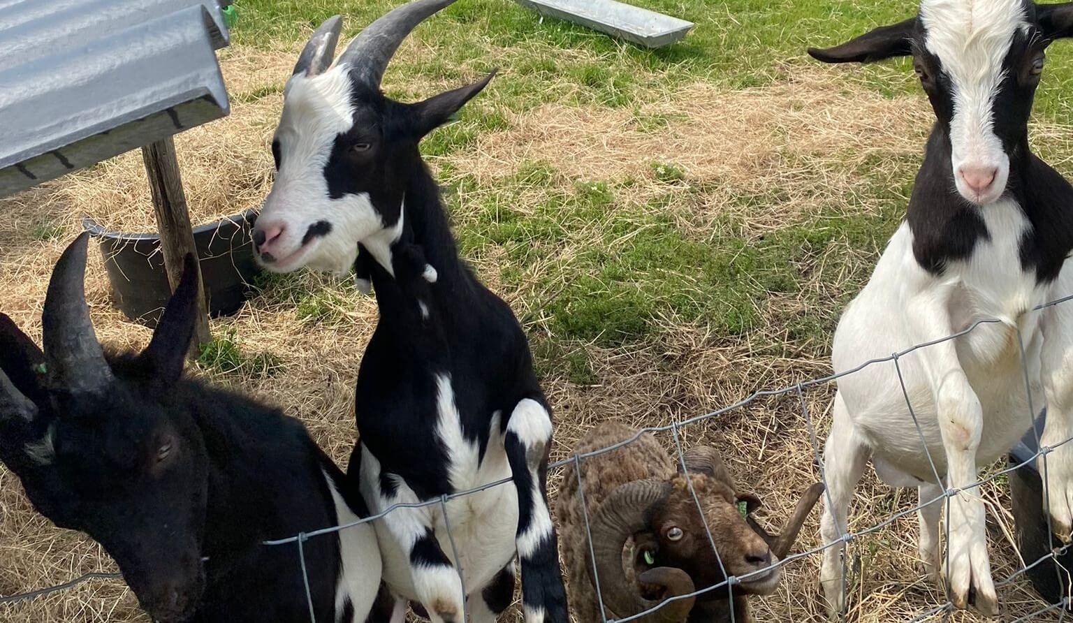 Wie adopteert de jonge bokjes Xam, Seppe en Macho?