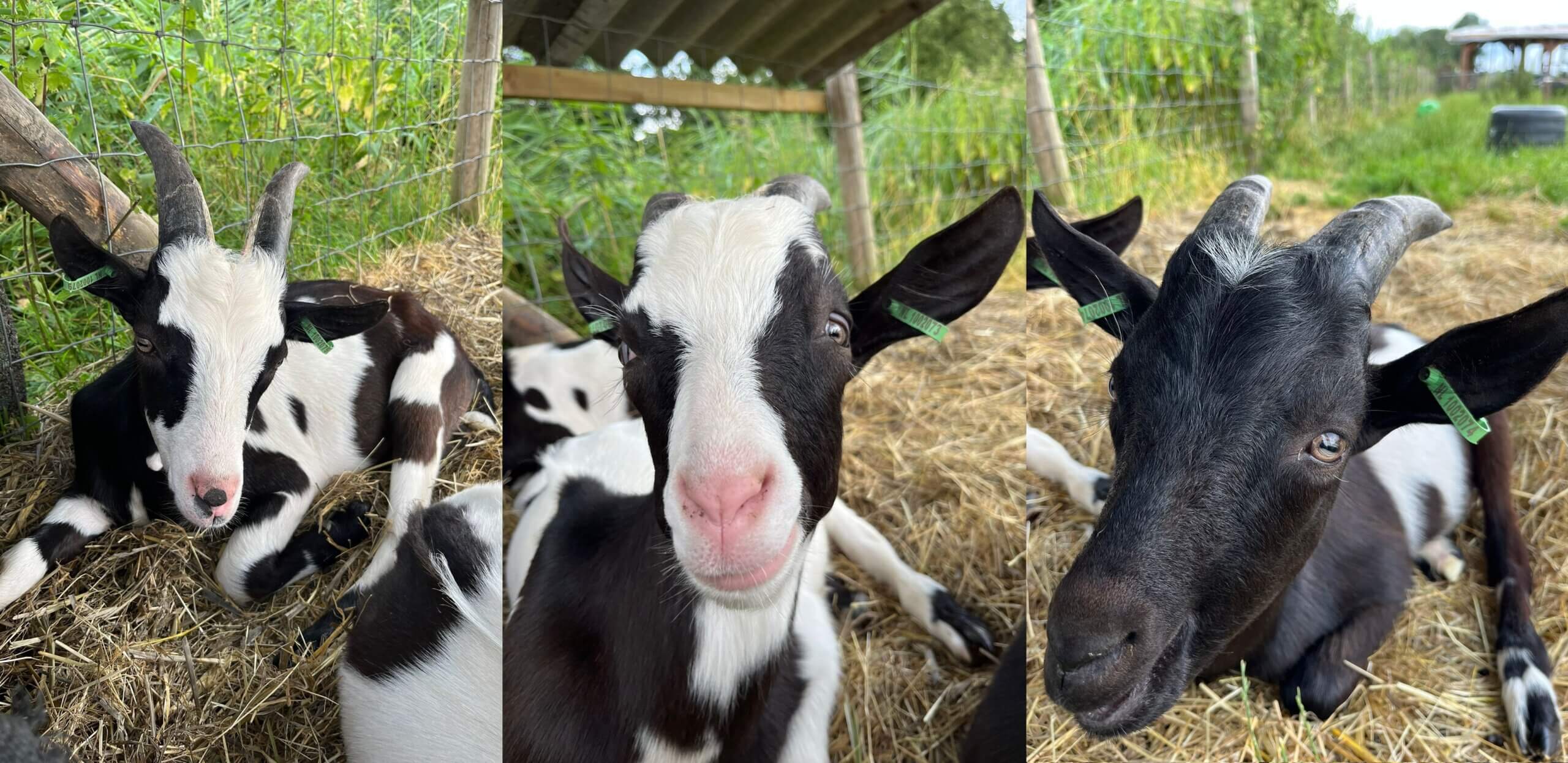 Wie adopteert de jonge bokjes Xam, Seppe en Macho?