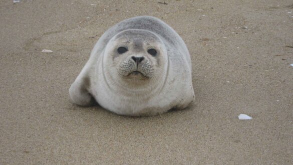 Evaluatie verbod zeehondenproducten sluit 7 augustus