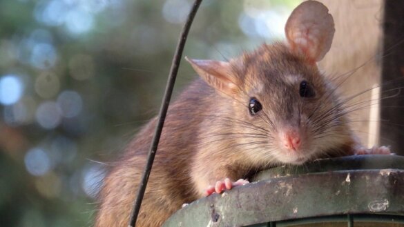 Rat als ongewenste gast terug op Terschelling