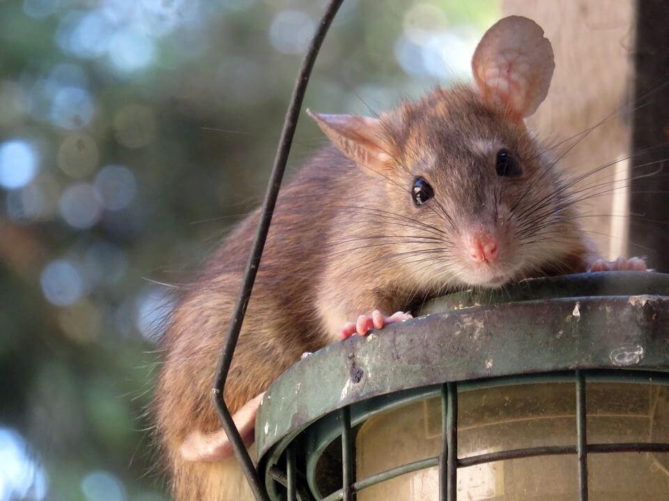 Rat als ongewenste gast terug op Terschelling