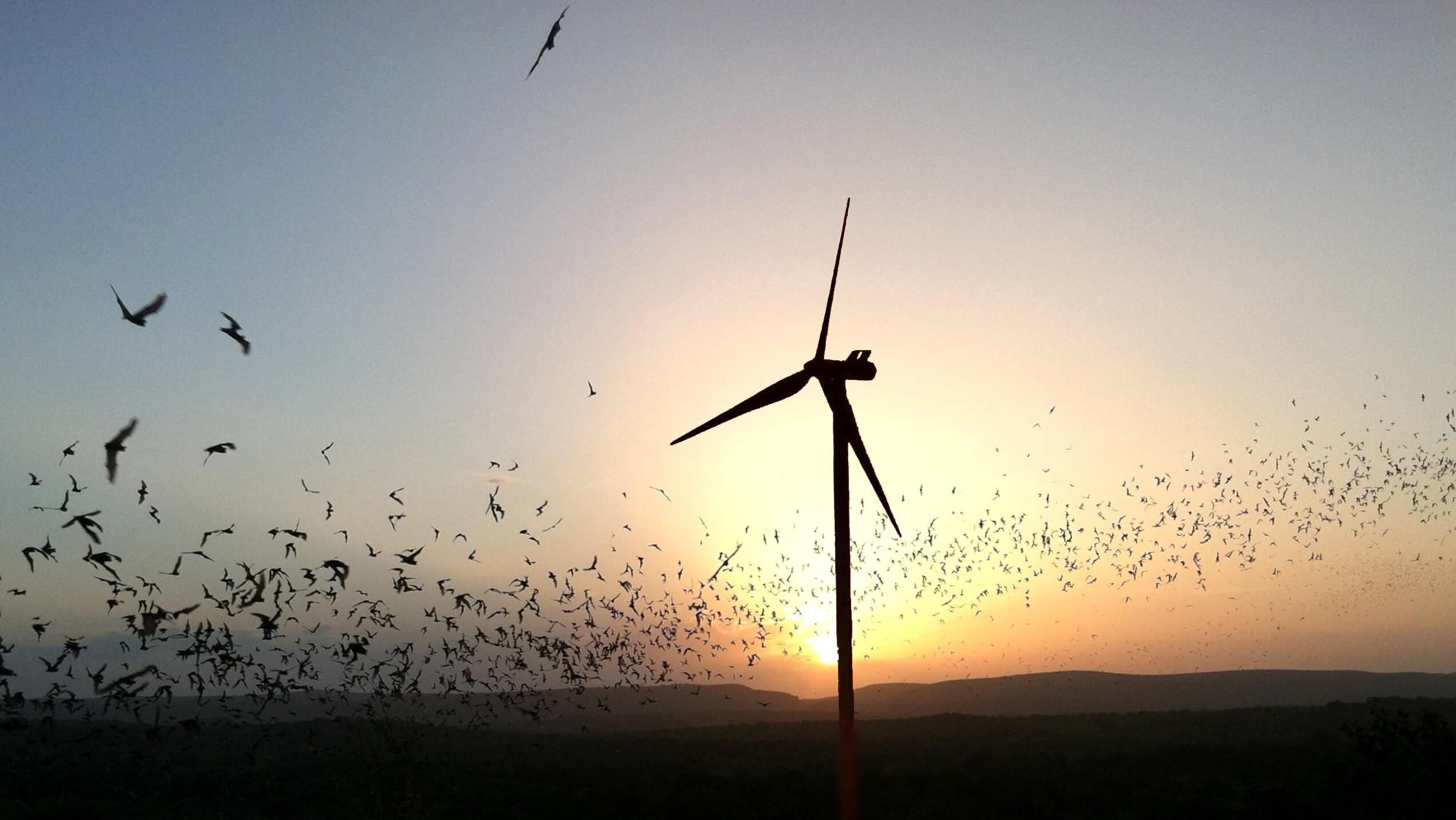 Minder dode vleermuizen door simpele aanpassing windmolens