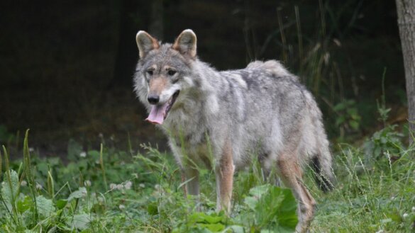 Keihard aan de slag om er een schuwe wolf van te maken