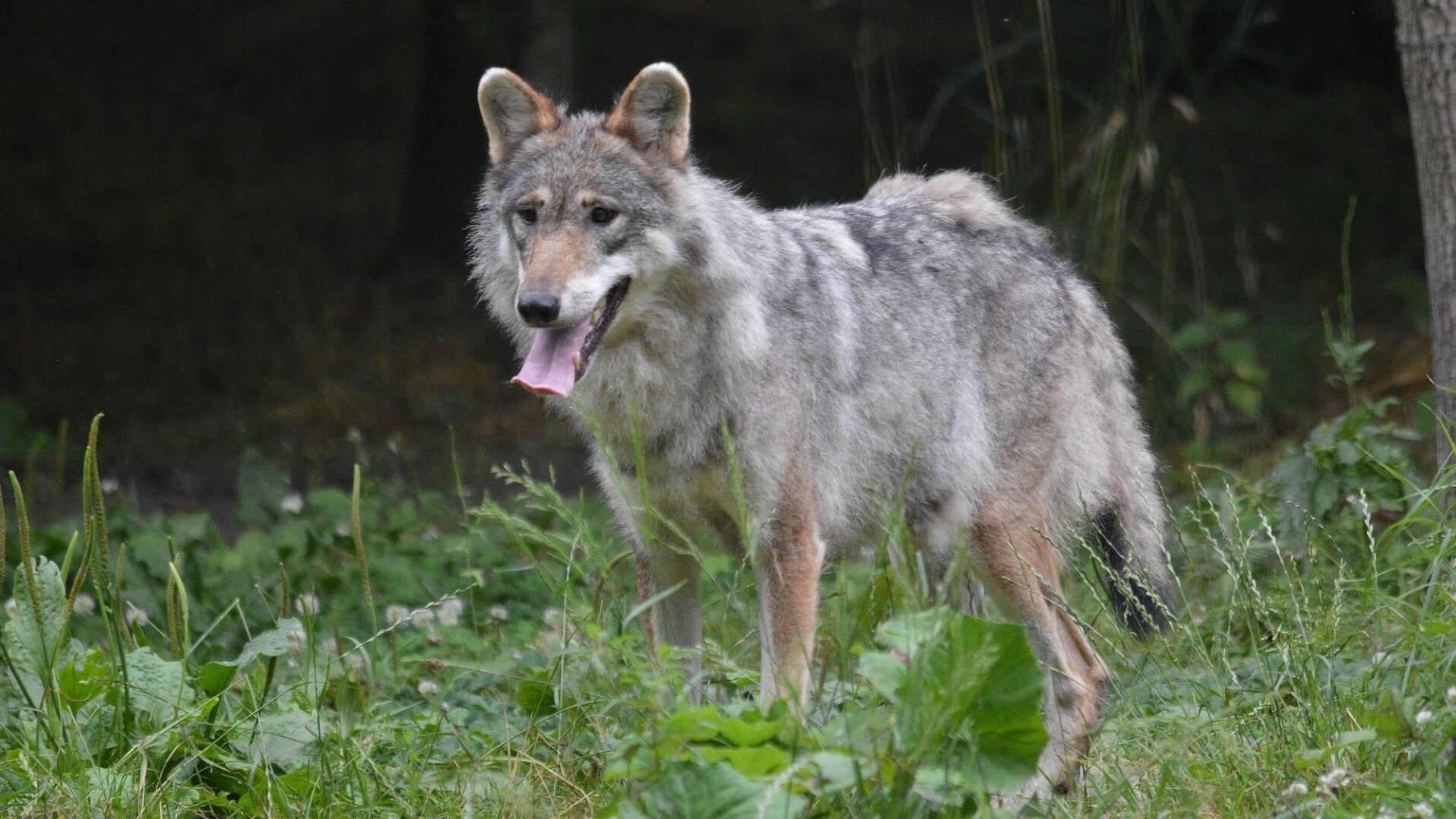 Keihard aan de slag om er een schuwe wolf van te maken