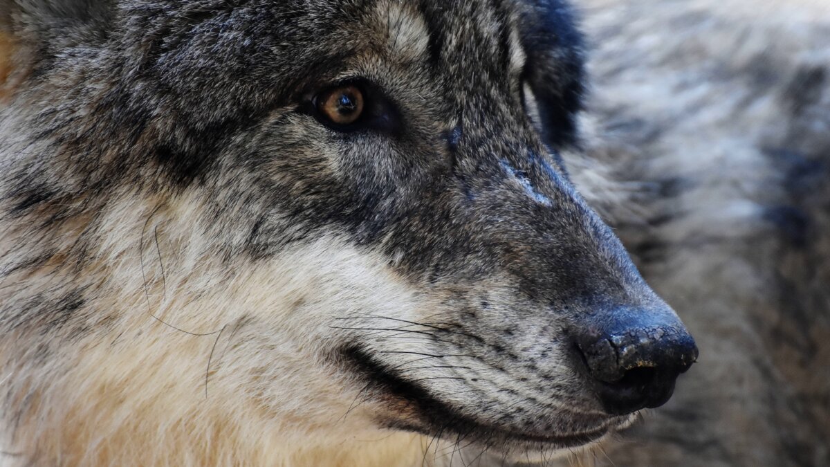 Utrecht staat negatief conditioneren wolf toe, mogelijk afschot