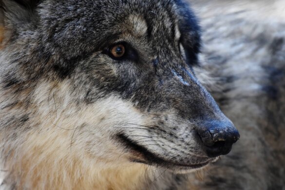 Utrecht staat negatief conditioneren wolf toe, mogelijk afschot