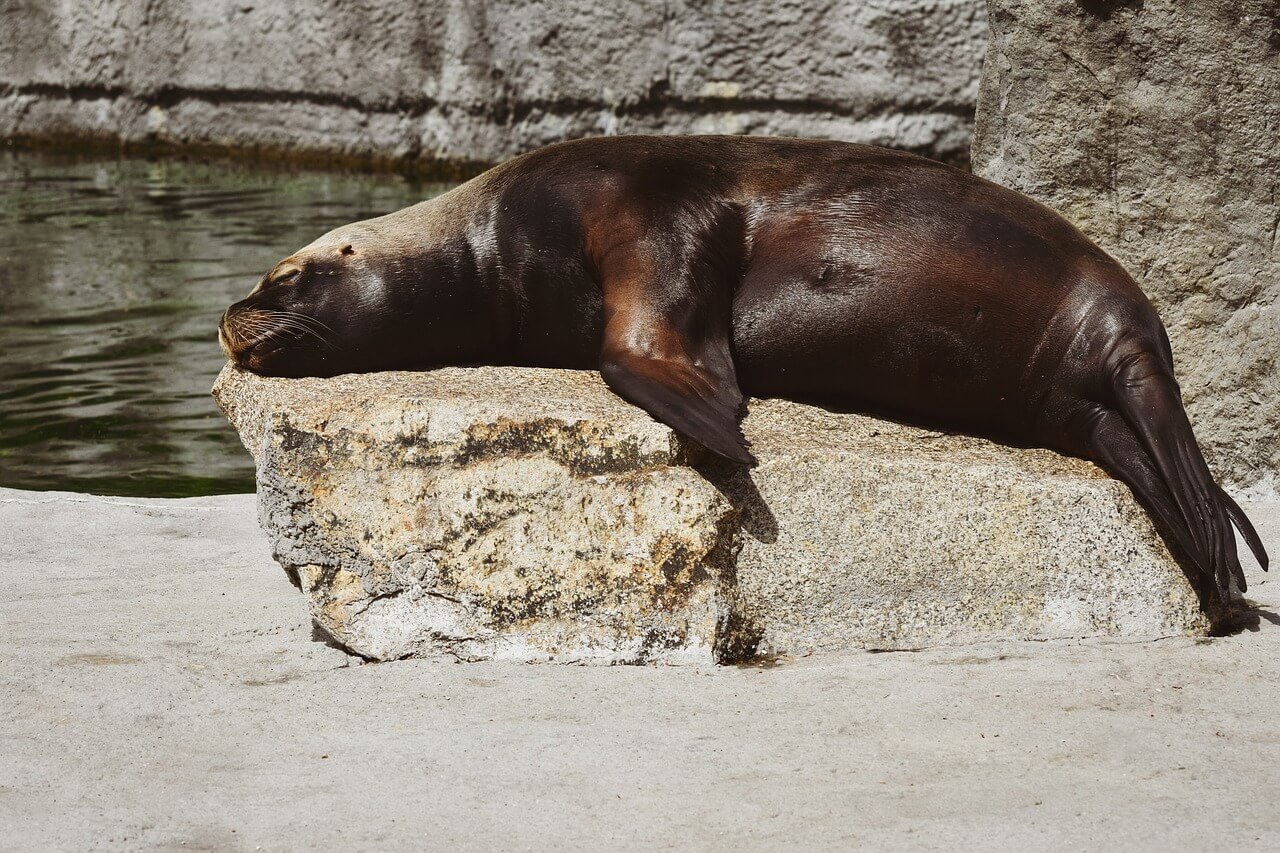 bescherming zeezoogdieren