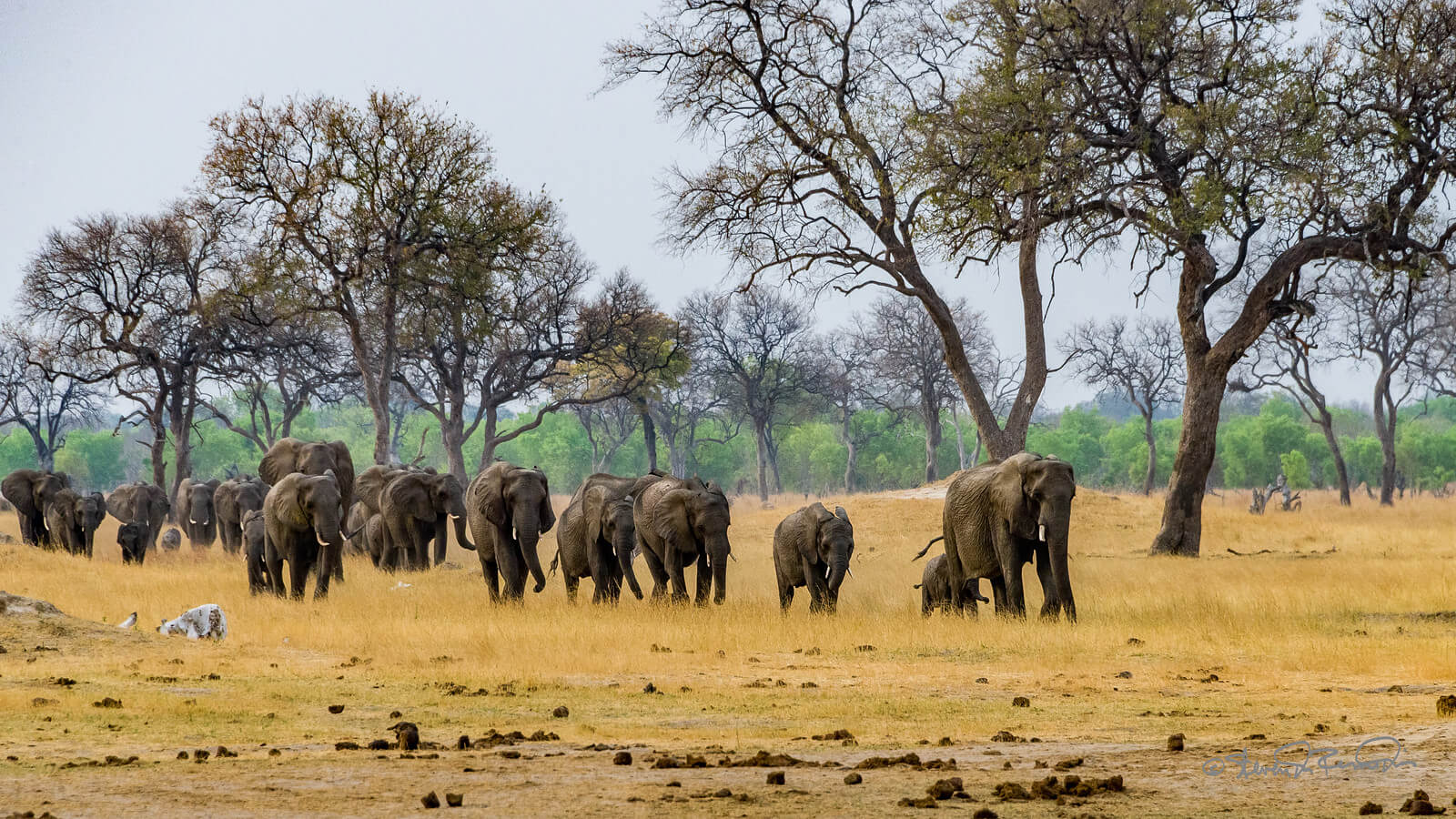 Hwange National Park Zimbabwe