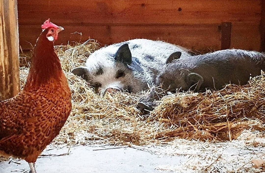 Keurmerk Diervriendelijke kinderboerderijen naar Breda en Rijswijk