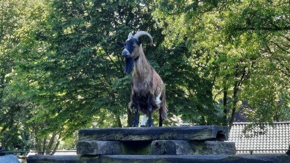 Keurmerk Diervriendelijke kinderboerderijen naar Breda en Rijswijk