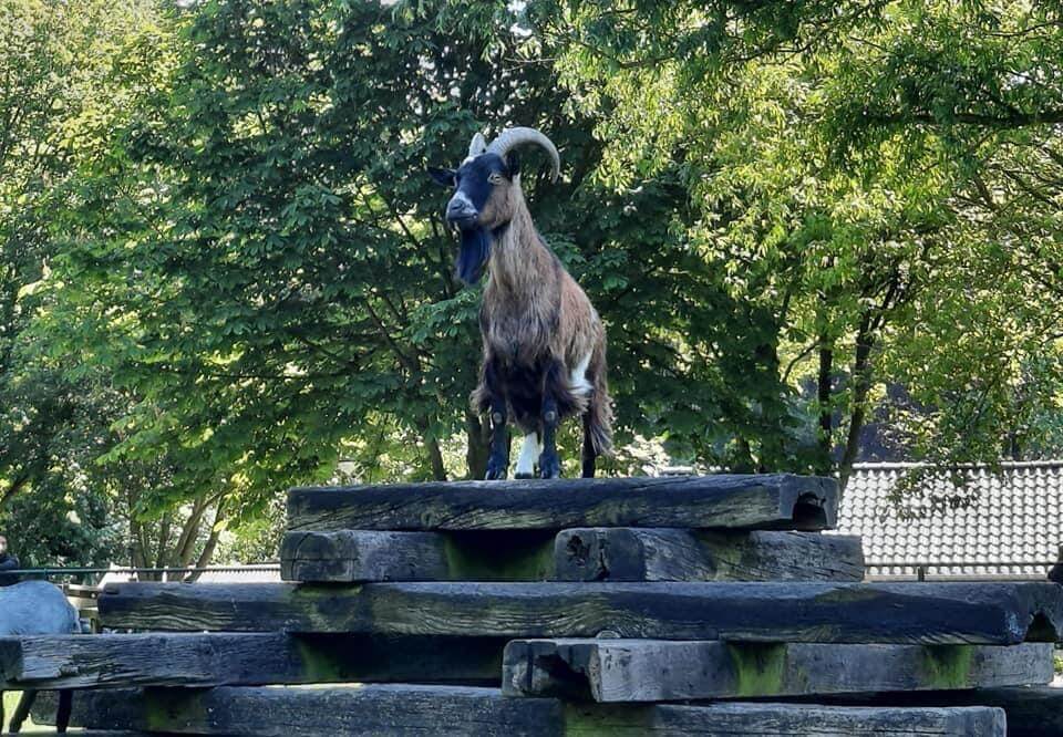 Keurmerk Diervriendelijke kinderboerderijen naar Breda en Rijswijk