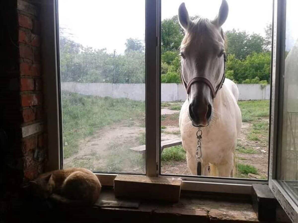 Een van de paarden waar Ene Berdyeva voor zorgt | Foto: Ene Berdyeva