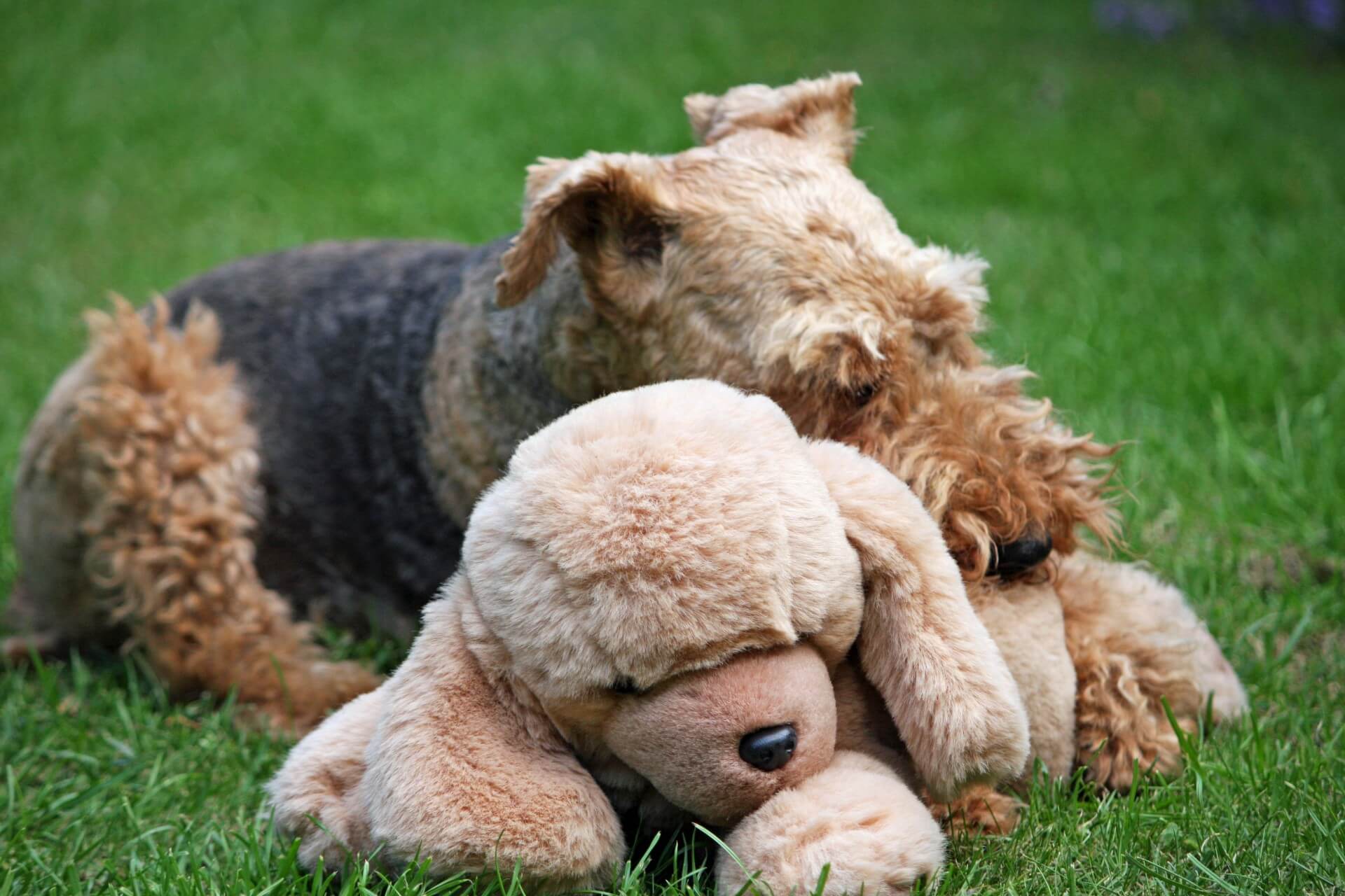 Honden onthouden jarenlang namen van speeltjes