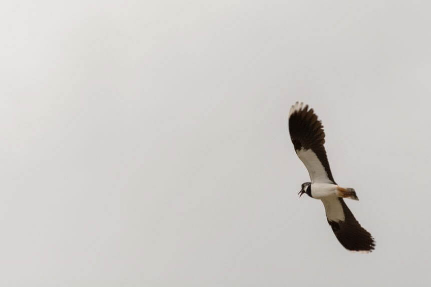 De vogeltrek is een keihard bestaan