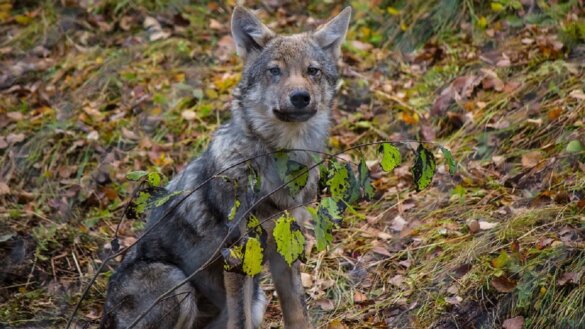 EU steunt plan om bescherming wolf te verlagen