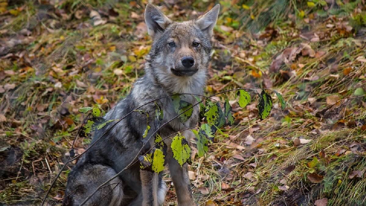 EU steunt plan om beschermingsstatus wolf te verlagen