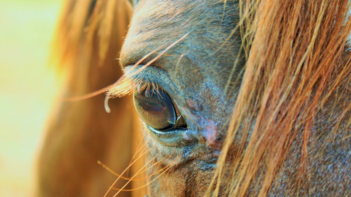 Illegaal paard met dodelijke virusinfectie EIA in België