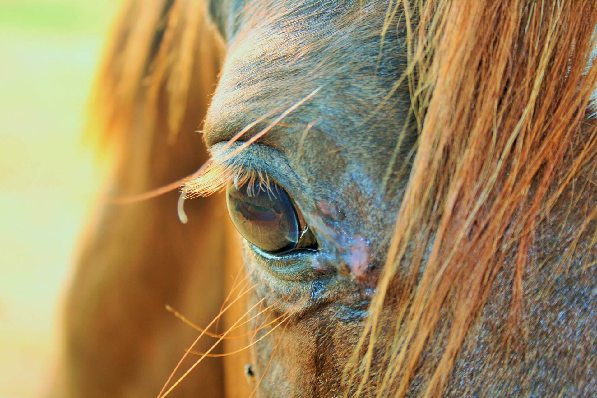 Illegaal paard met dodelijke virusinfectie EIA in België