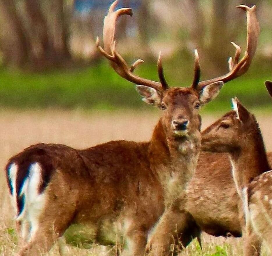 Wie onthoofdde damhert De Grote Man in Hoeksche Waard?