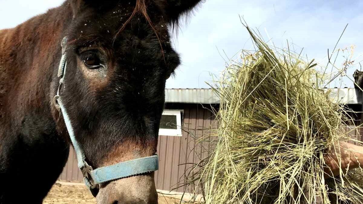 De dieren van opvang Pegasus in Oekraïne hebben weer hooi