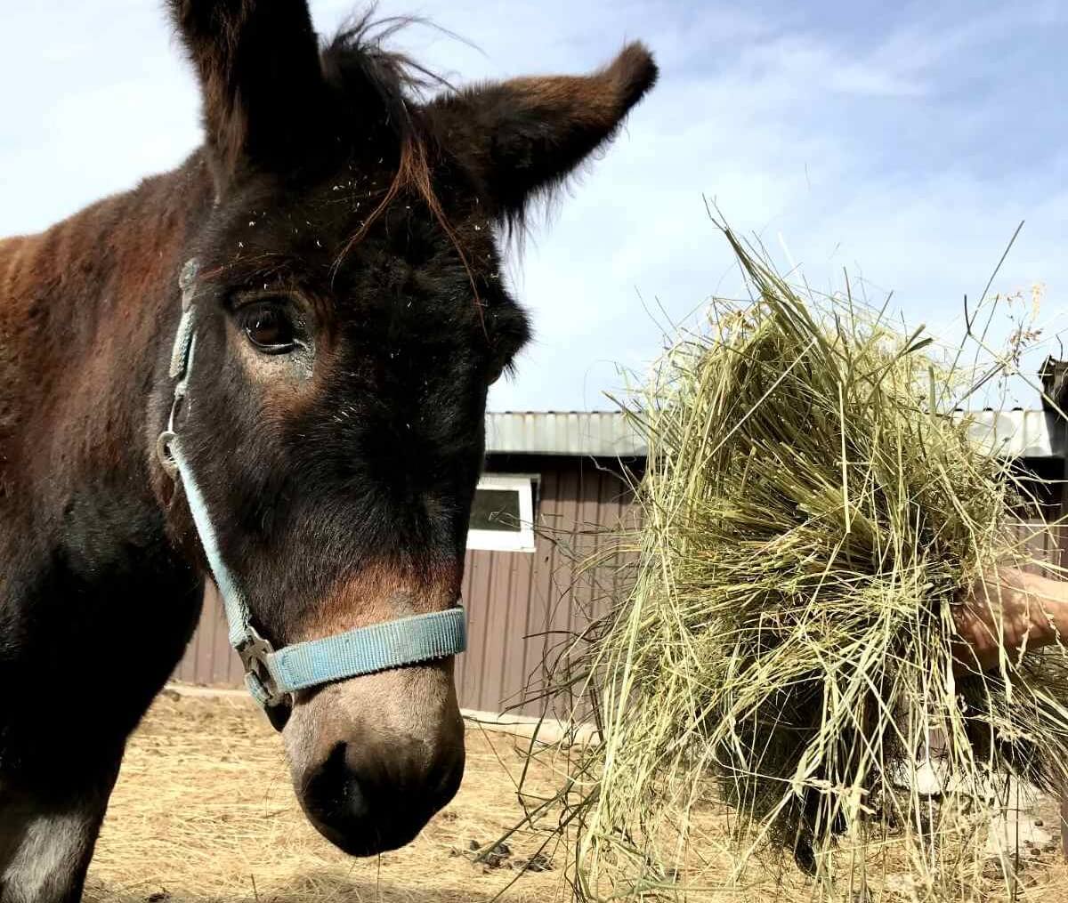 De dieren van opvang Pegasus in Oekraïne hebben weer hooi