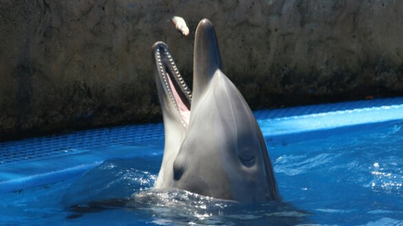 Dolfinarium krijgt Michelinster met vieze bijsmaak