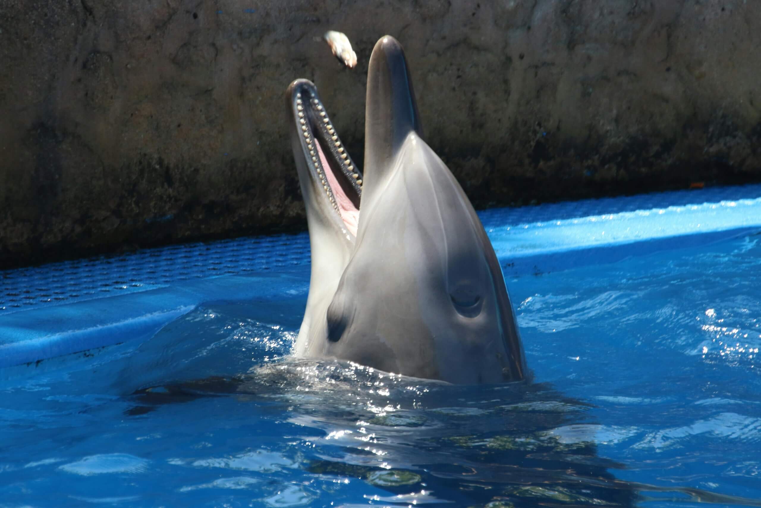 Dolfinarium krijgt Michelinster met vieze bijsmaak