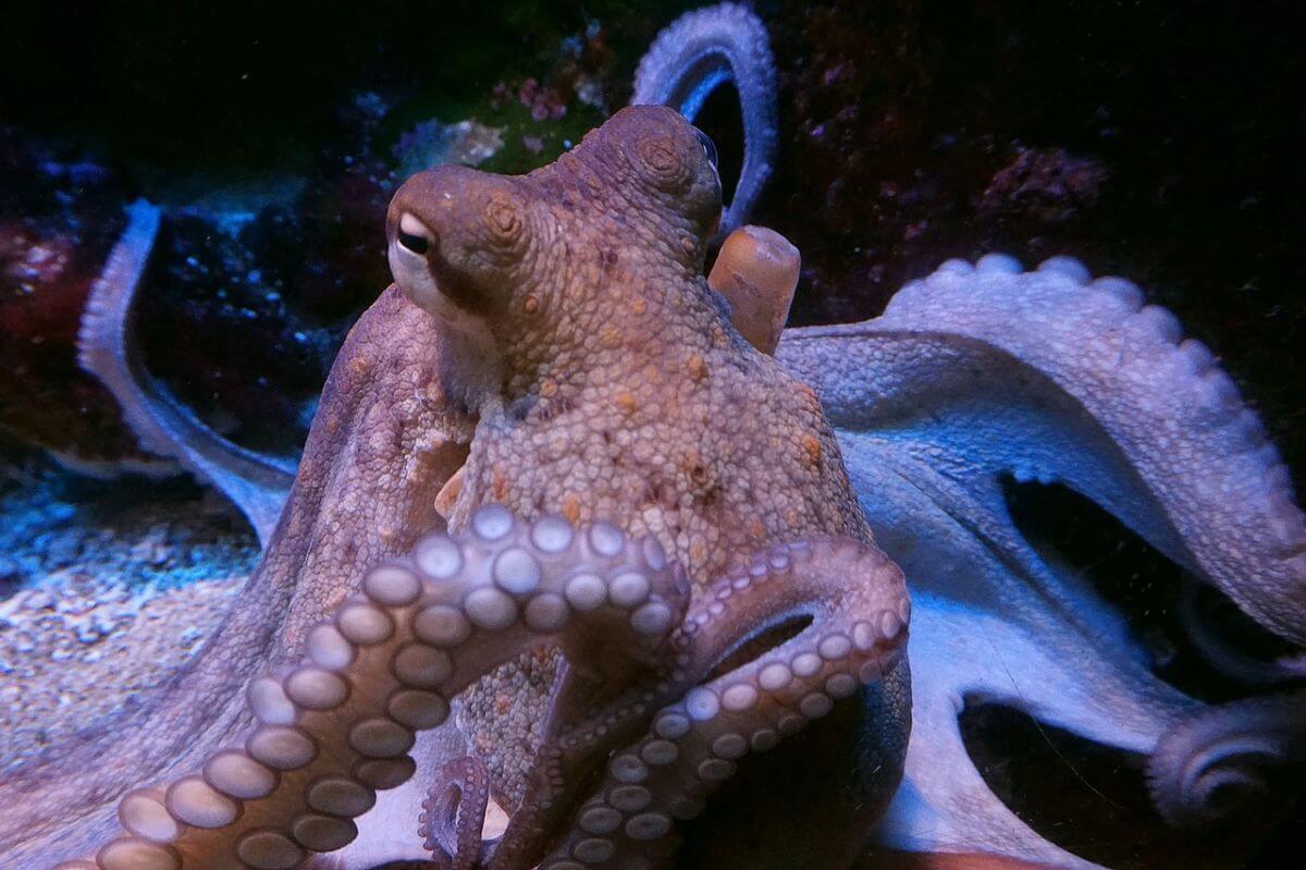 eerste octopuskwekerij