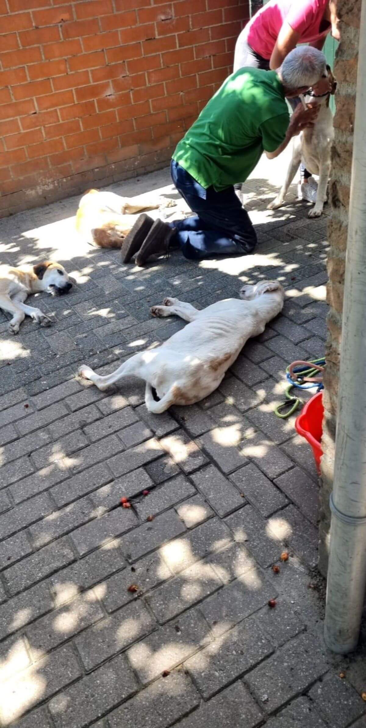 Honden die niet meer voor de fok dienen worden gedood