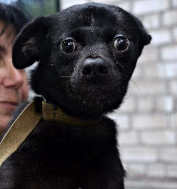 BN'ers adopteren Oekraïense oorlogsdieren op Werelddierendag