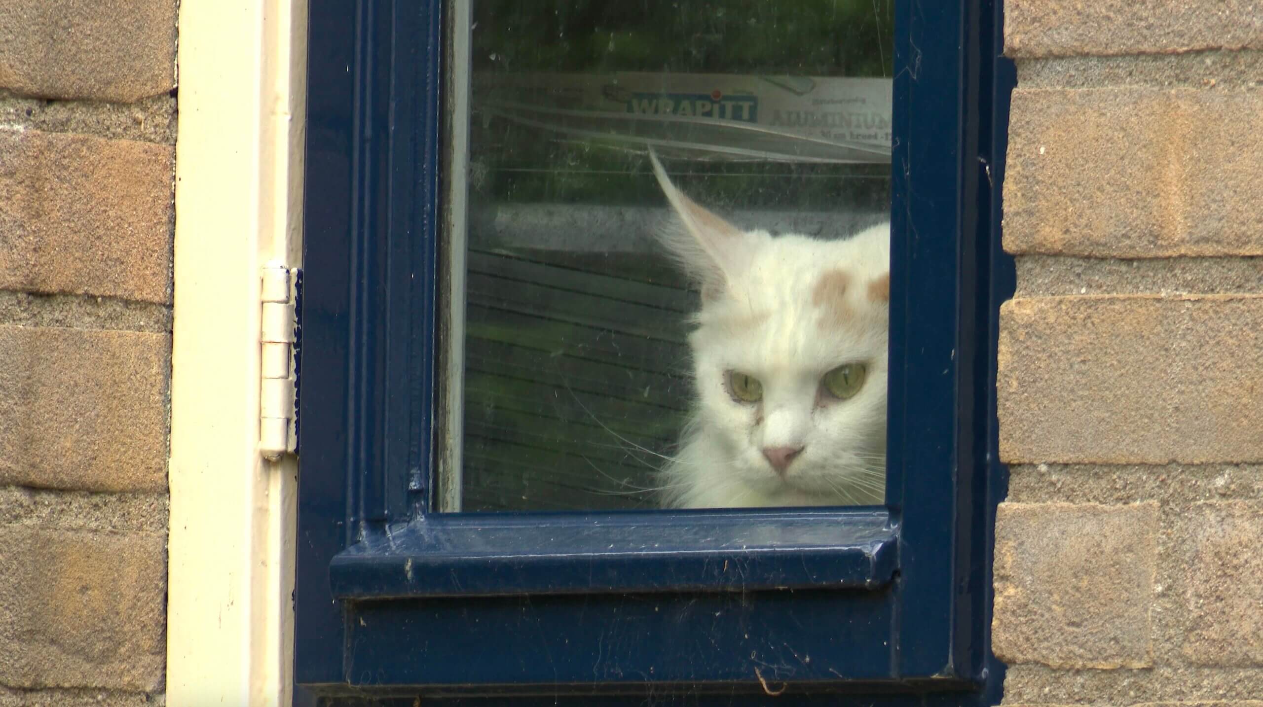 Opnieuw hartverscheurend leed bij Kattenfokster met houdverbod