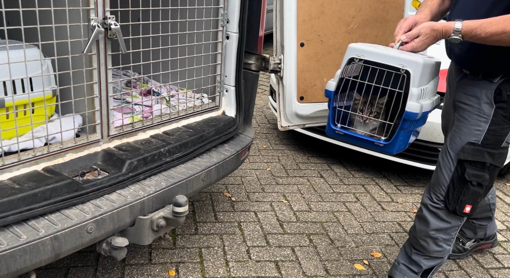 Opnieuw hartverscheurend leed bij Kattenfokster met houdverbod