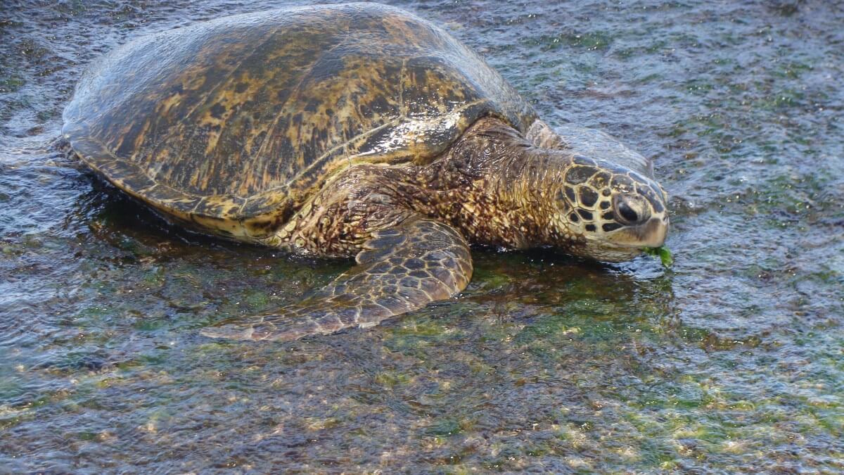 Recordaantal nesten van zeeschildpadden in Griekenland