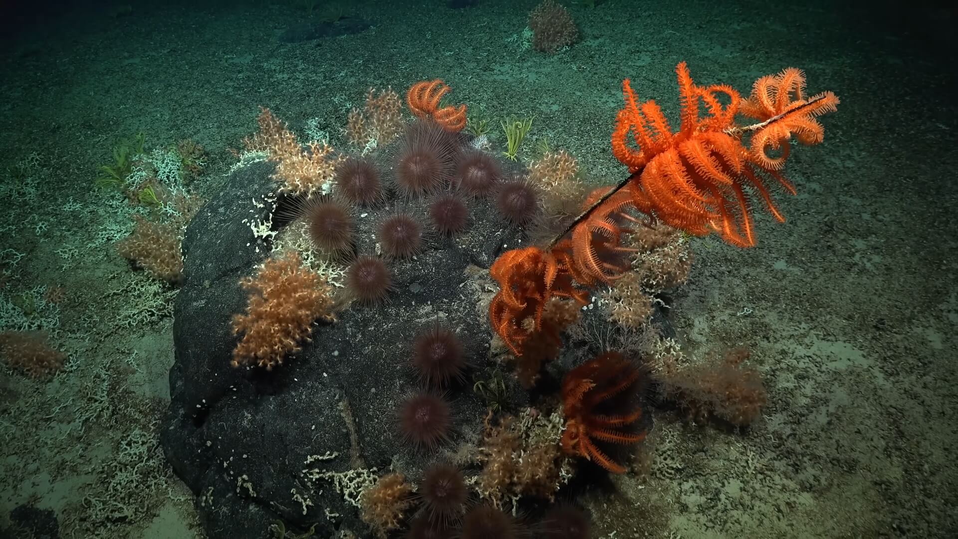 'Nieuwe' onderwaterberg huisvest 150 onbekende diersoorten