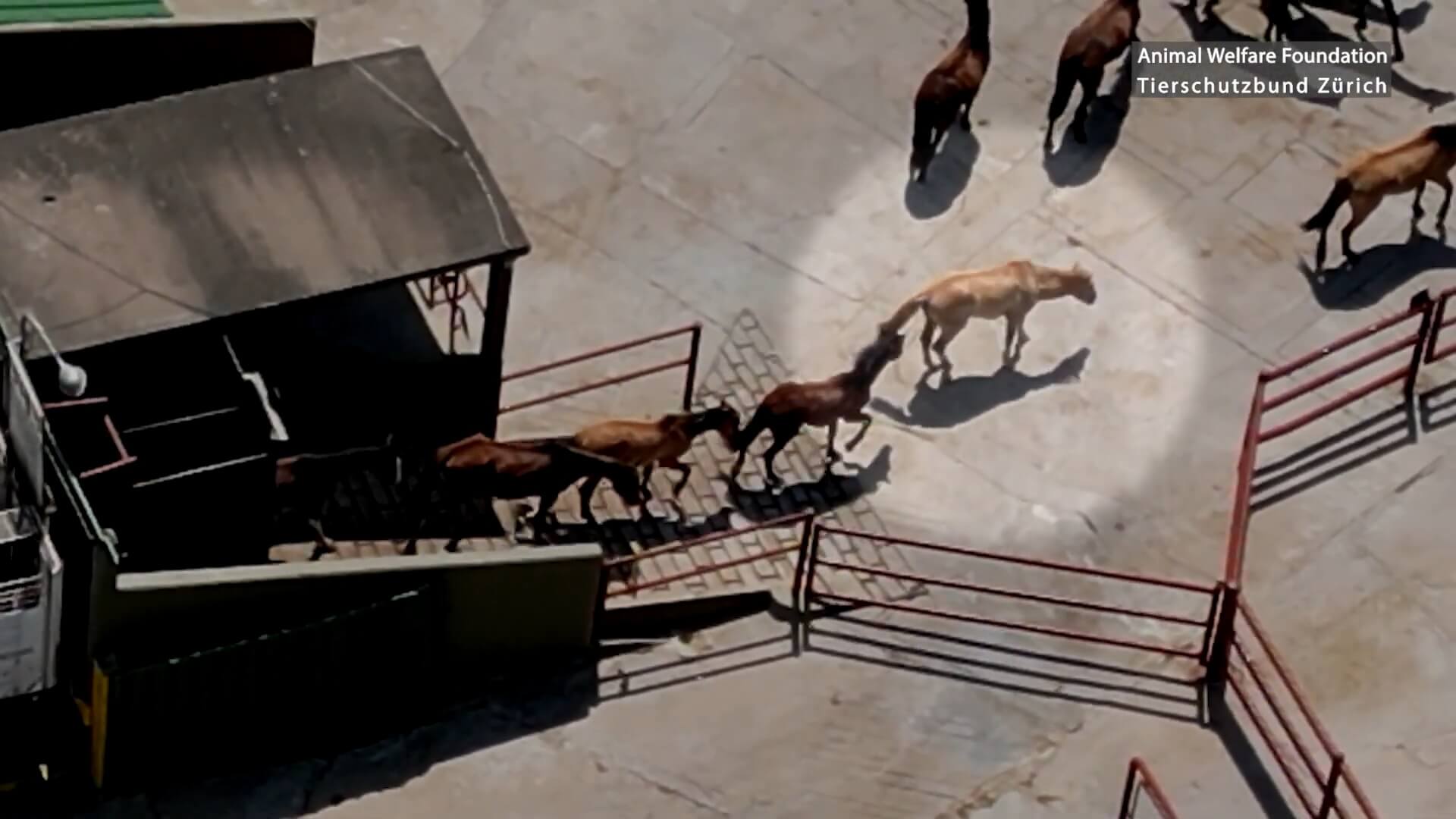 Schokkend dierenleed in Argentijnse paardenvleessector