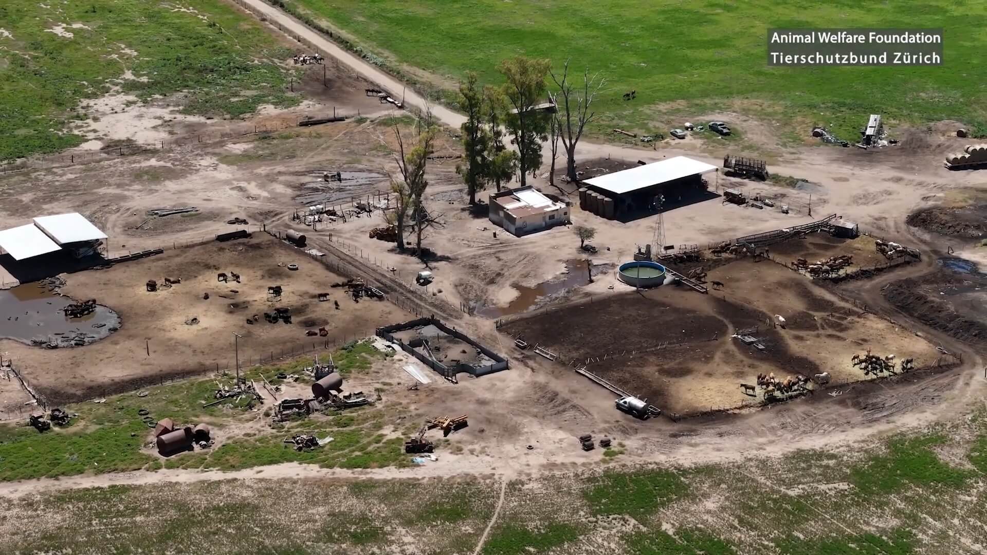 ondermaatse omstandigheden slachtpaarden Argentinië