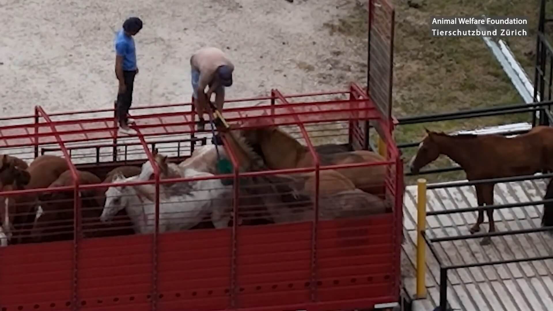 Schokkend dierenleed in Argentijnse paardenvleessector