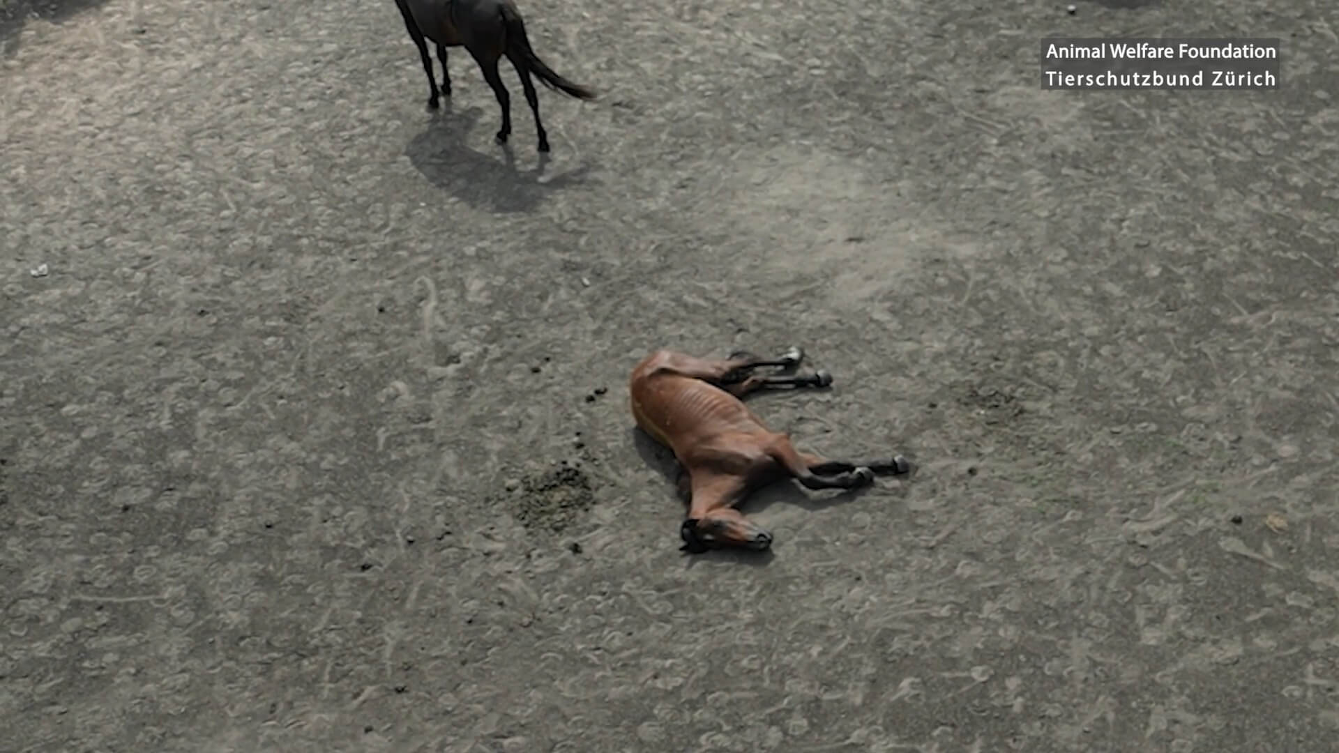 dood paard in slachthuis Argentinië