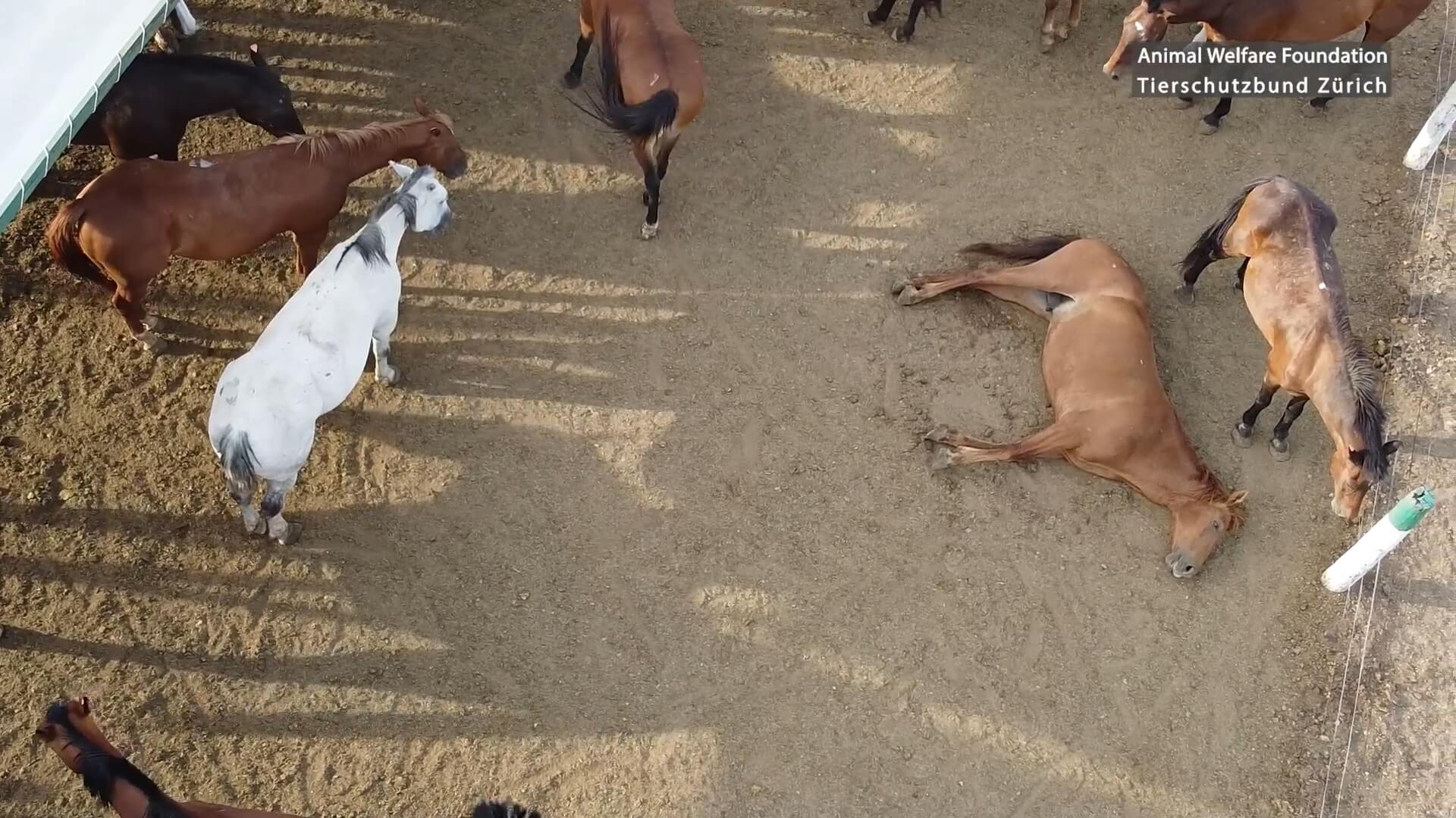 Schokkend dierenleed in Argentijnse paardenvleessector