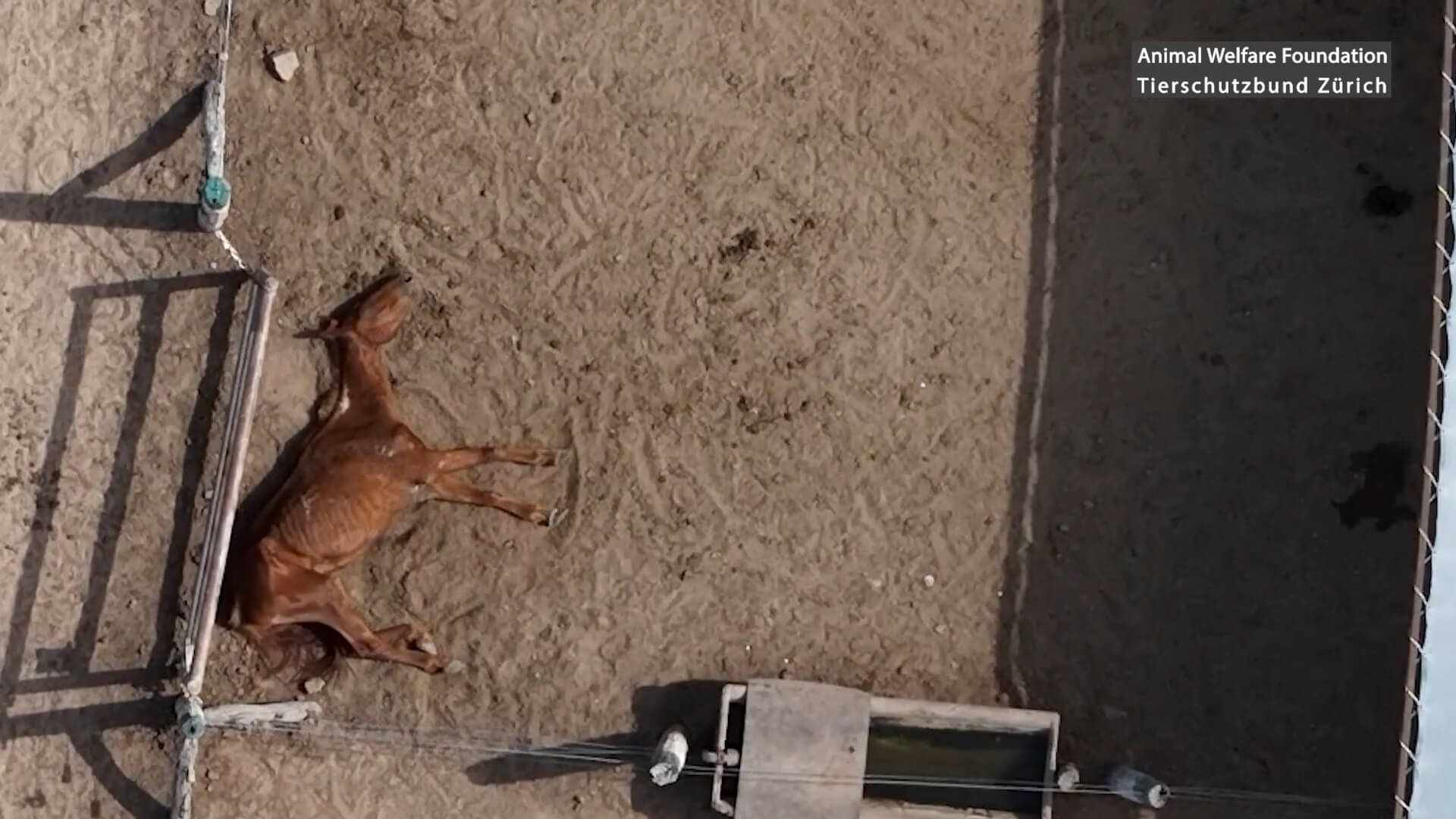 dood paard in slachthuis Argentinië