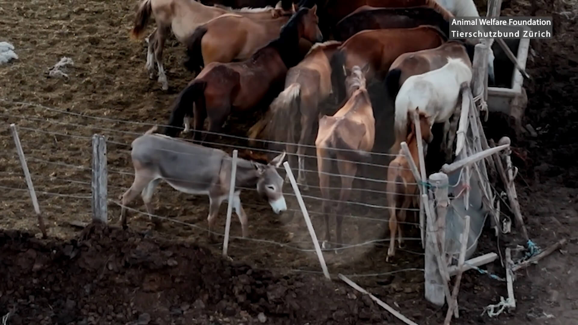 Schokkend dierenleed in Argentijnse paardenvleessector