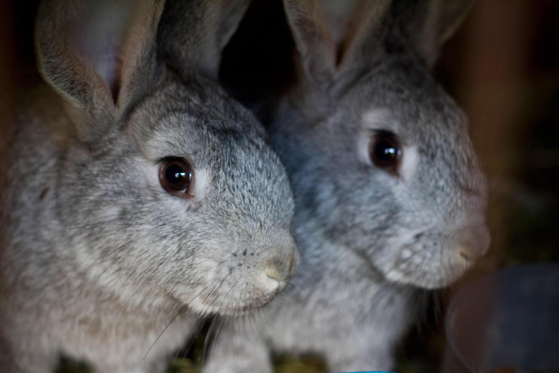 Dierenwinkel Petco stopt verkoop commercieel gefokte konijnen