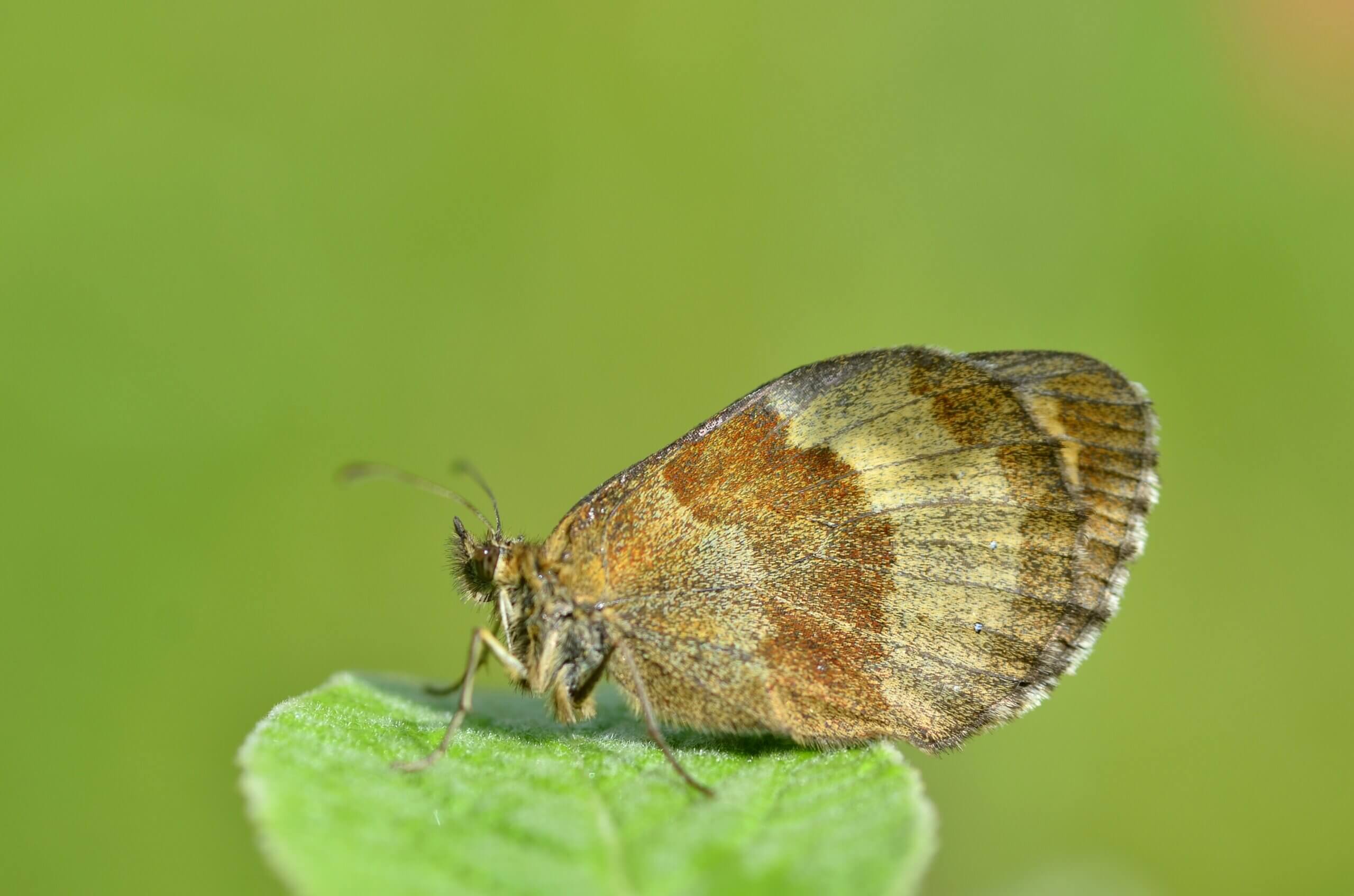 Instorting van ecosystemen nu het aantal vlinders halveert