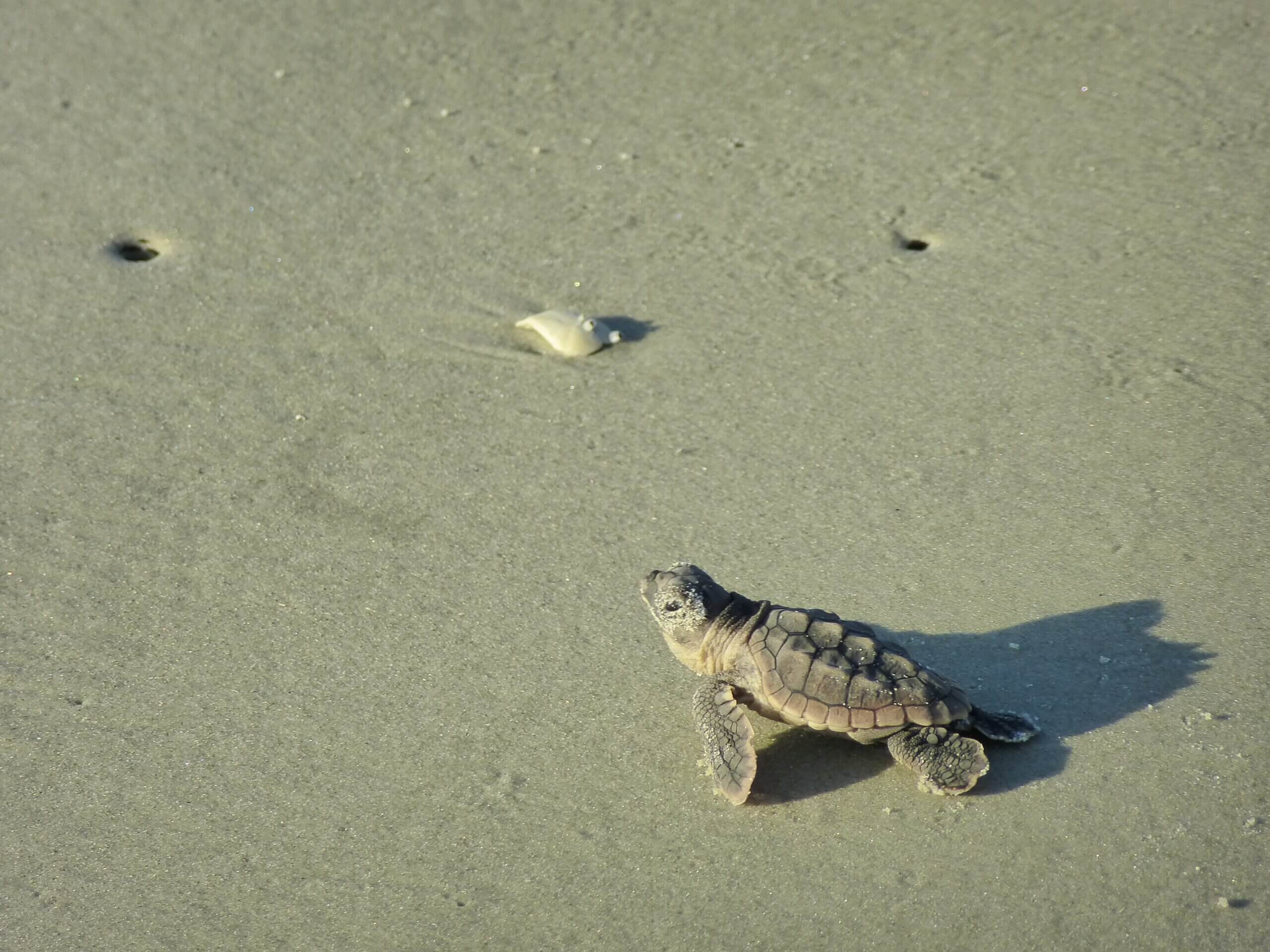 Recordaantal nesten van zeeschildpadden in Griekenland