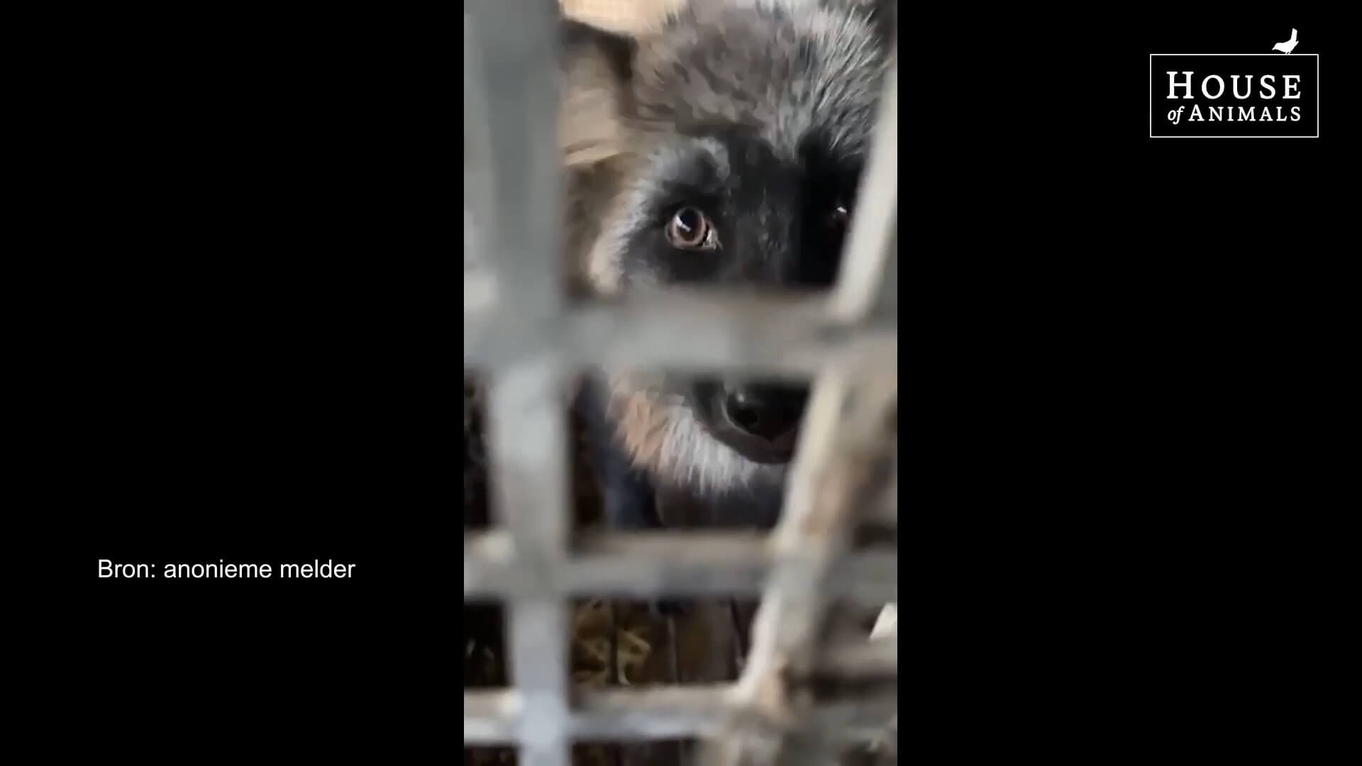 Opnieuw ernstig dierenleed bij hondenfokker in Chaam