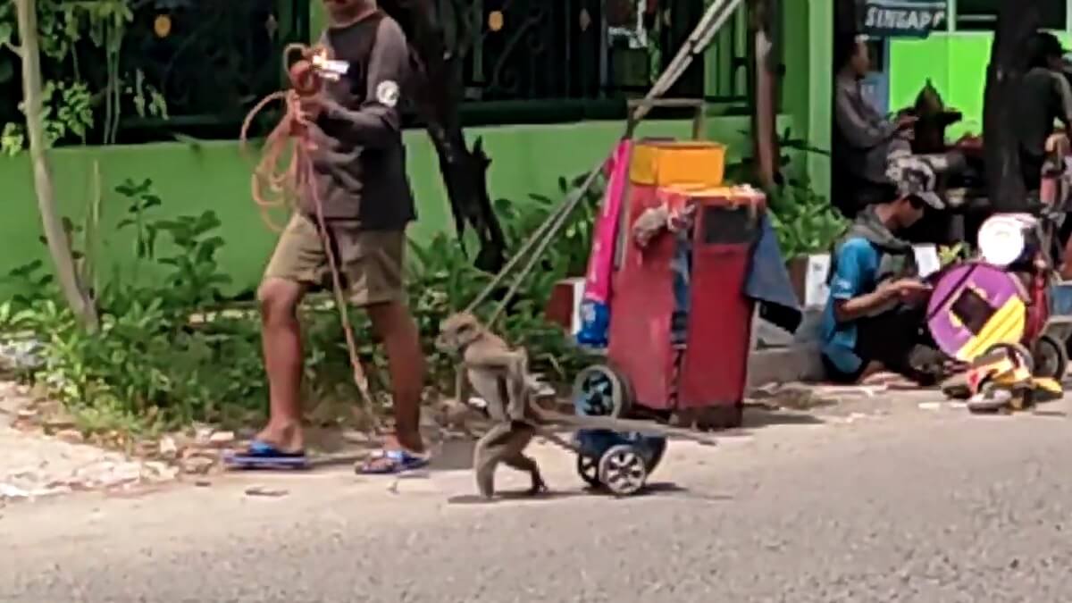 31 mishandelde dansende makaken gered uit Cirebon