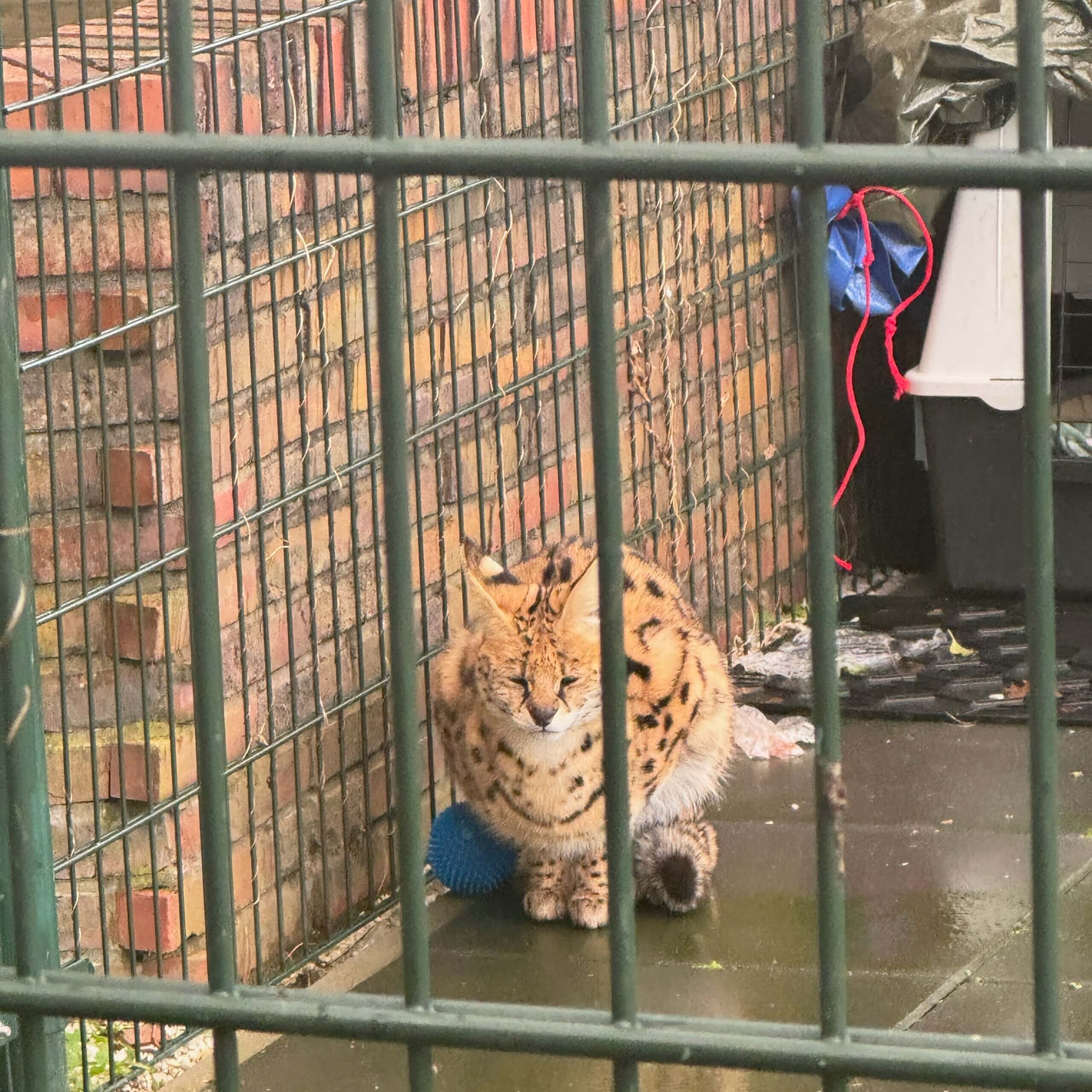 een serval in de kou