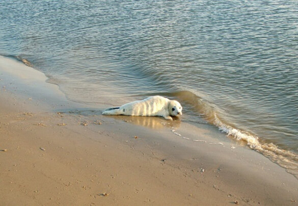 Jonge grijze zeehond