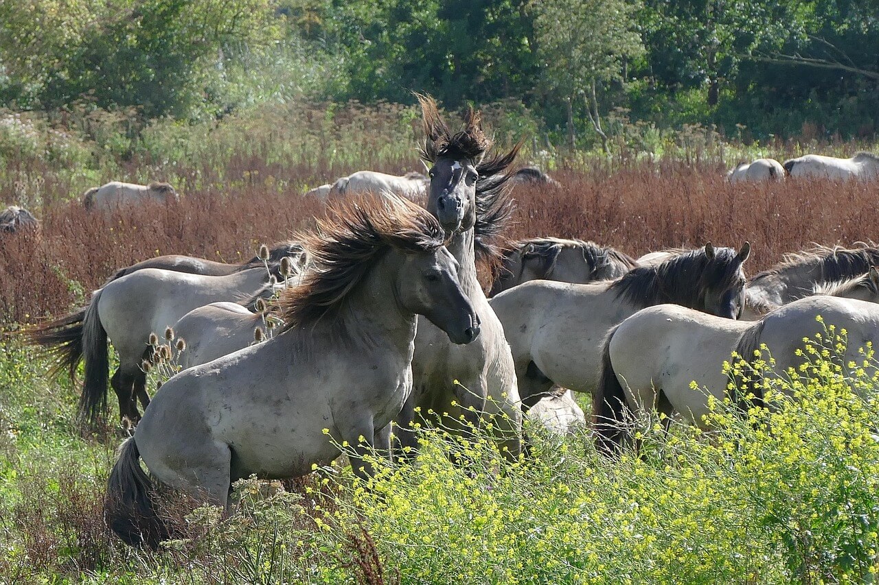 Lauwersmeer