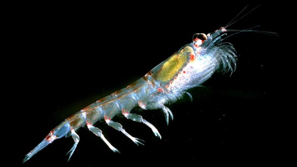 krill